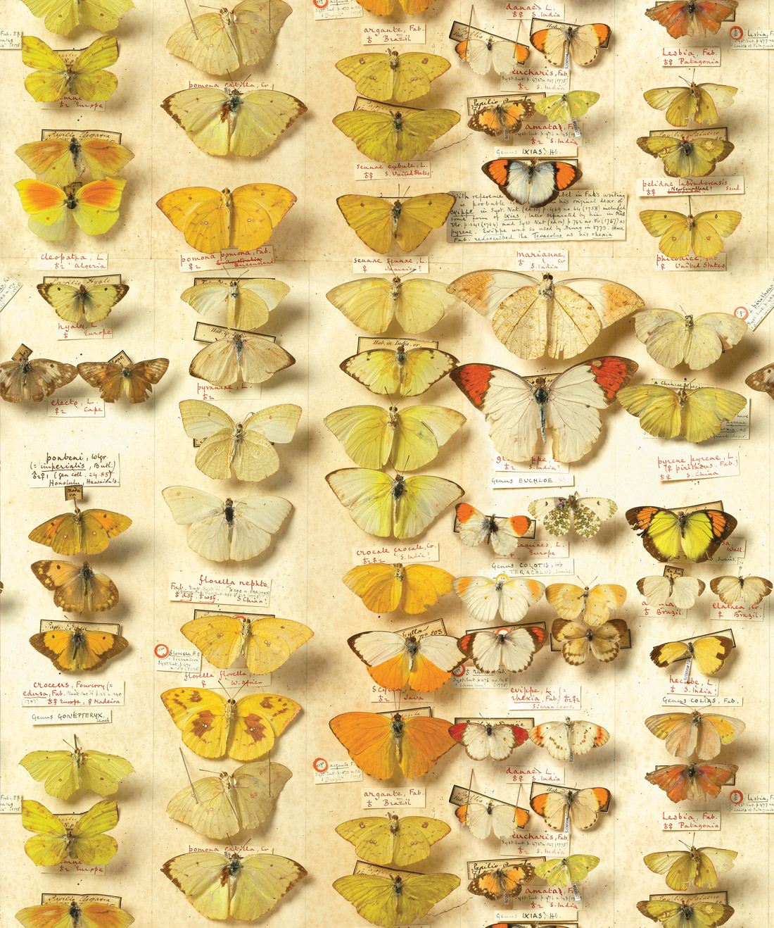 Lepidoptera Wallpaper • Erstwhile • Swatch
